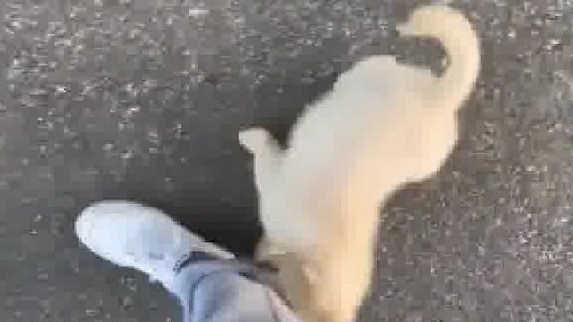 网友遛狗，一只咬裤脚，一只咬鞋带，这鞋自带牵引绳