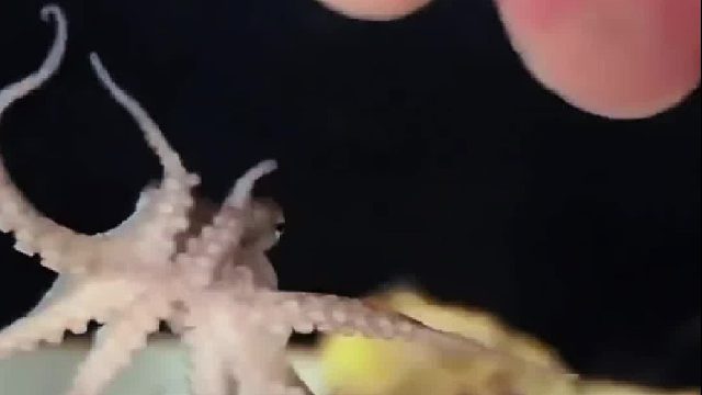 小哥郊游时发现海螺里有只小章鱼，养大后不忍心下锅于是整整养了5年