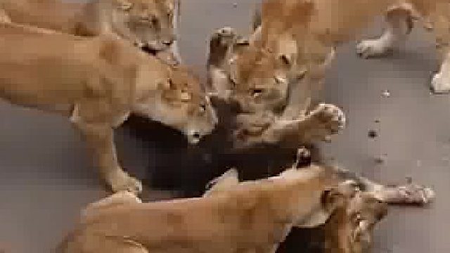 悲剧的狮子爸爸