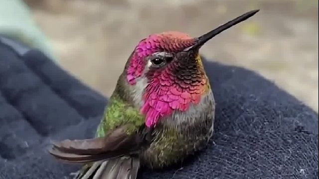 俄罗斯大叔从螳螂手中救下蜂鸟，蜂鸟懂得感恩带着全族登门感谢