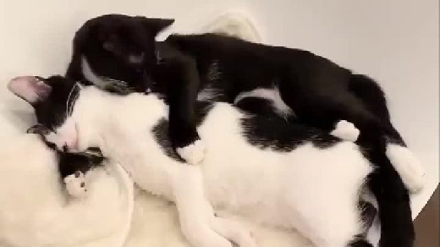 枕着猫手腕睡觉，好甜