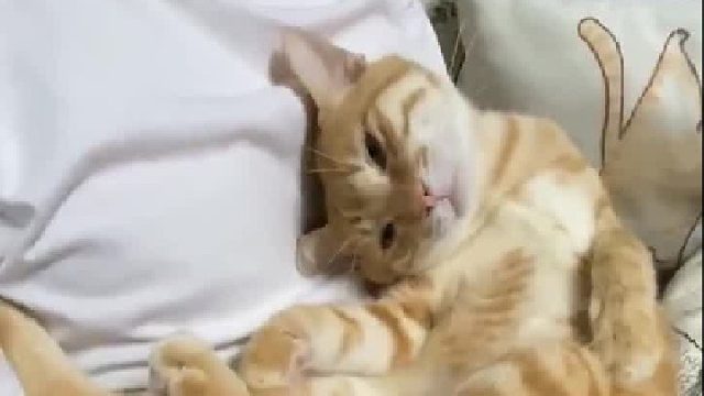 整天爱撒娇，你真的是猫吗？