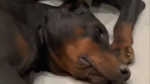 狗子突然啃狗耳朵，还上大牙咀嚼 ！