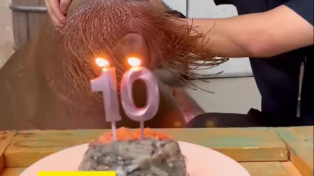 海象过生日，它竟然会自己吹蜡烛