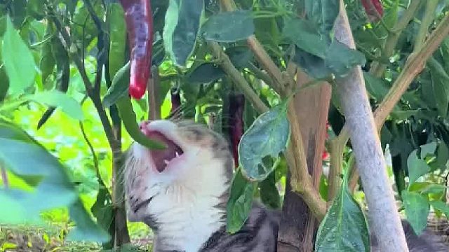 湖南猫用辣椒当零食，却每次都只吃辣椒尖尖！！