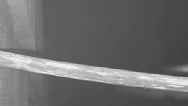 猫头鹰幼崽不小心从窝里掉下去了！