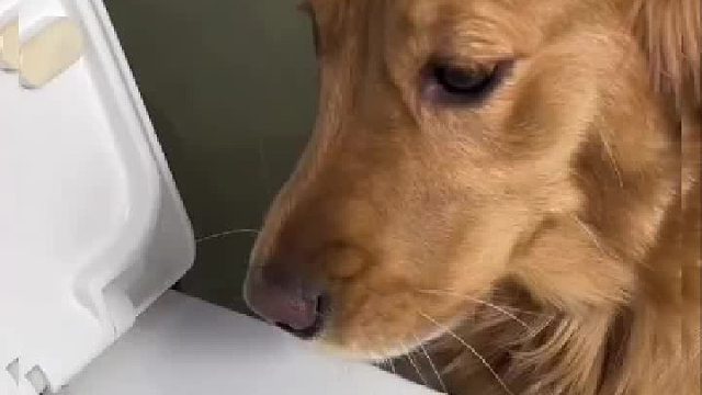 我不是人你也别想当狗