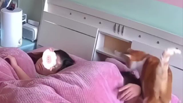 小猫咪叫主人起床，结果被主人搂进了被窝。“饭没吃上还把自己给搭进去了