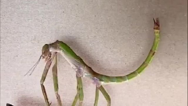 延时摄影记录生命震撼一幕 “脱胎换骨 涅槃重生”