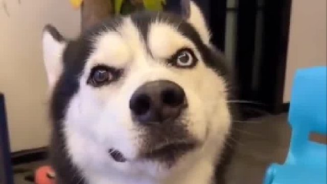 气成这样，它有什么好委屈的