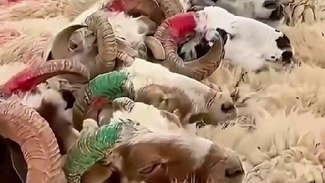 西藏羊群取暖的方式