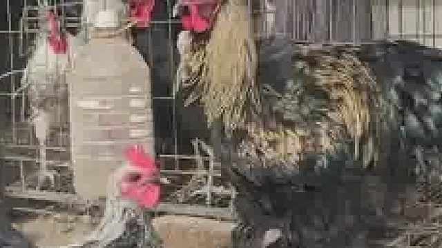 鸡中之霸婆罗门鸡，个头比普通鸡大几倍