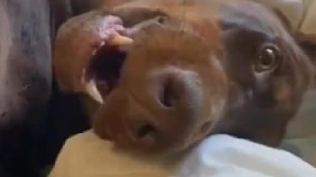 怎么向狗子解释，我不是故意的