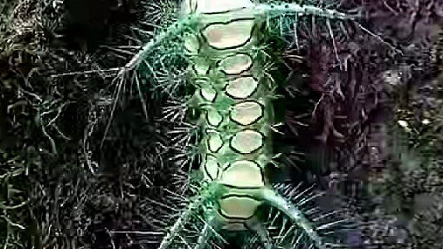 这个在你们家乡叫什么？