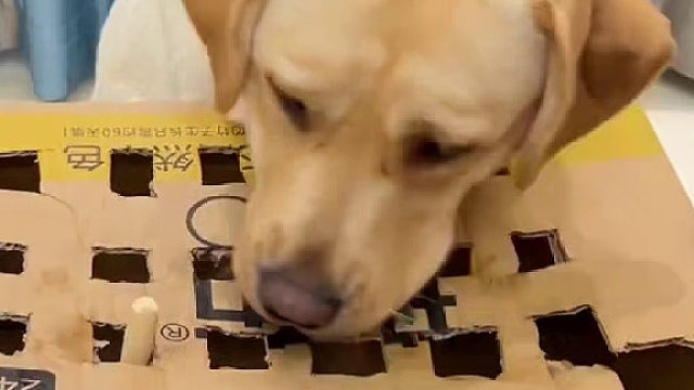 这狗多少有点玩不起