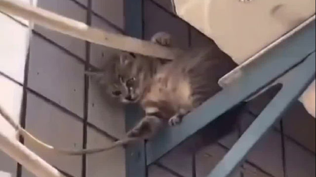 感动了！猫妈全力拯救自己的孩子