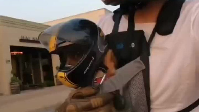 可爱的小狗子...