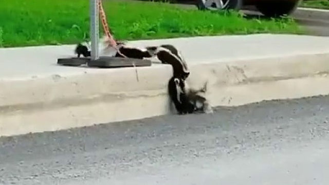 你一脚就能踏上去的台阶却是小动物爬不上去的悬崖绝壁