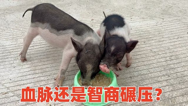 想吃独食，没想智商被碾压了，猪妹一力破万法【第66天】