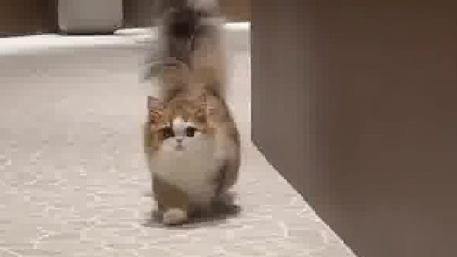 生活在广东的靓仔猫在一声声靓仔中迷失了自我