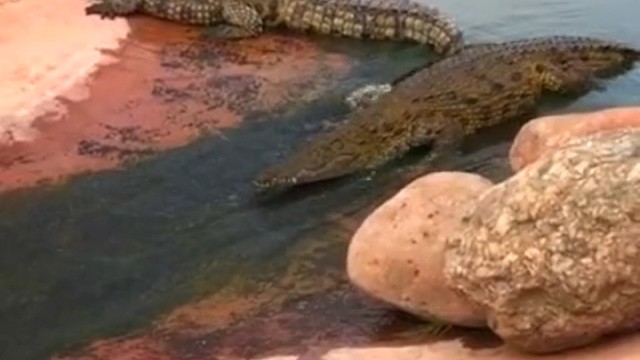摩洛哥阿加迪尔的动物公园内，一只鳄鱼溜下水滑梯。