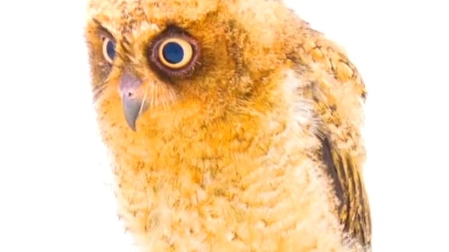 南菲律宾角鸮栖息在东南亚岛屿中，主要以昆虫为食，叫声如鹅。