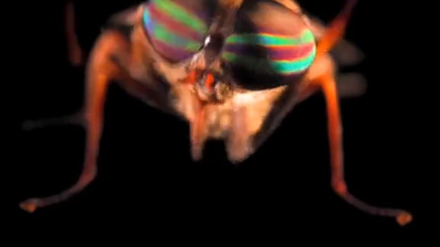 牛虻(马蝇)用手搞清洁卫生，擦擦脸、摸肚皮，屁屁也要清洁到。