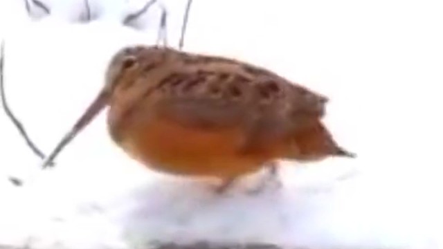 胖嘟嘟的小丘鹬踏着欢快节奏，敲击地面。