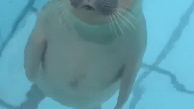 这恩爱秀的，成精了