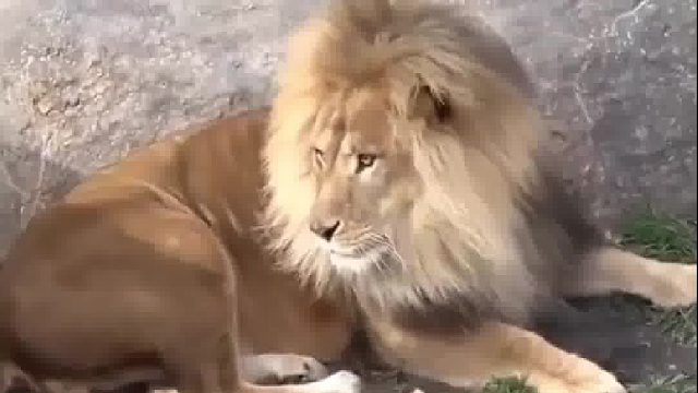 雄狮被小狮子吓了一大跳，刚想发火狮子妈妈来了~