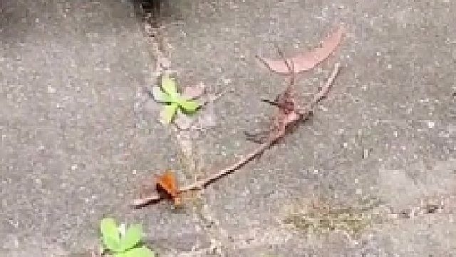 动物也有自己的克星，蛛蜂这么小却成功捕食大蜘蛛……