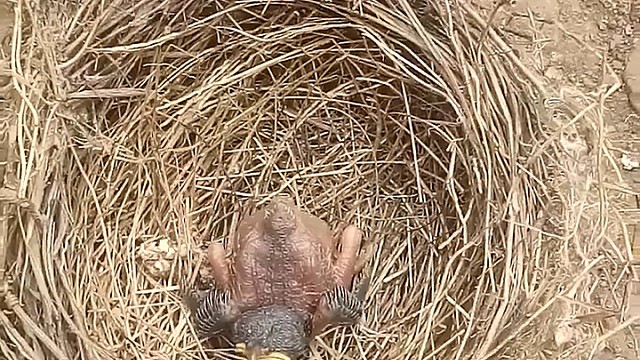 看看杜鹃为了生存是如何努力的