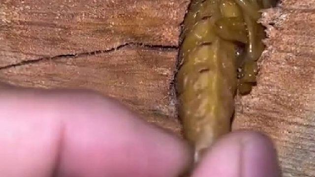 这是什么东西！