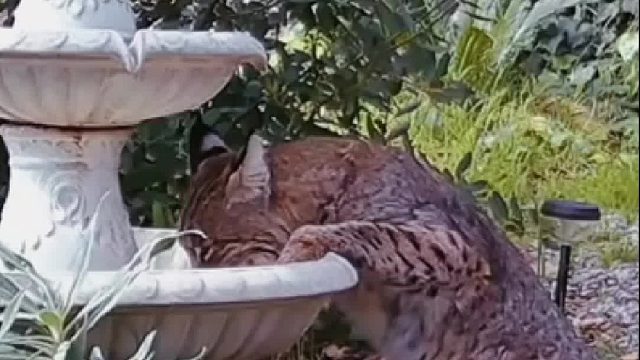 小姐姐经常看到小动物在她家的喷泉里喝水，于是在后院建了饮水池，谁料最后进来了两位熊孩子