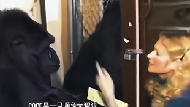 大猩猩用手语告诉饲养员，她送给自己的猫咪贪玩被撞不在了