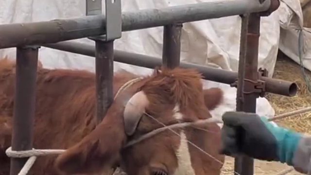 谁知道牛疼吗？