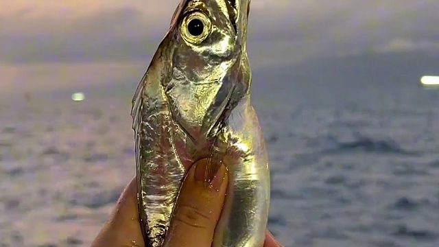 为什么很多人没有见过活带鱼，现在你知道了吗？