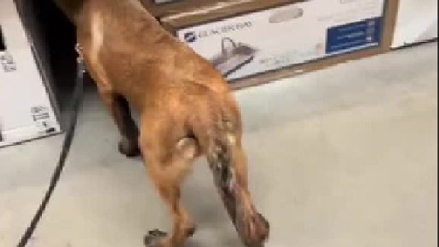 要求它不能在商场大叫