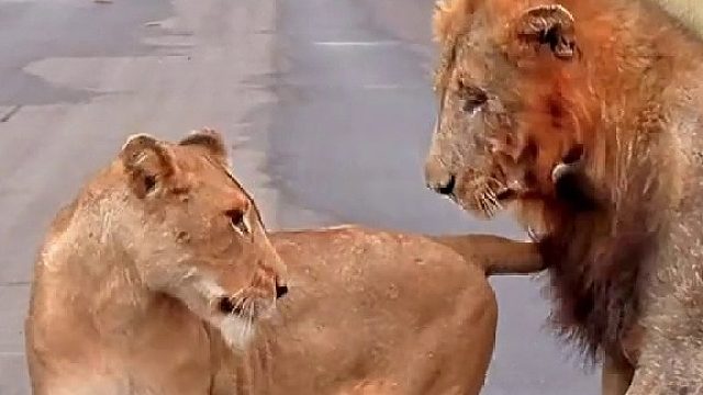 原来狮子也是怕老婆的