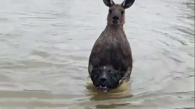 在澳大利亚地位连狗都不如的狗子