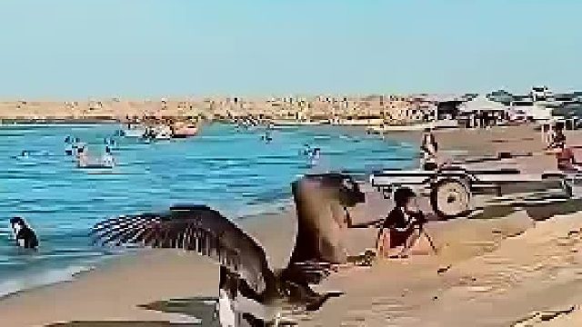 这鸟有点饥不择食了！！