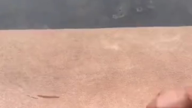 人为财死鱼为食亡