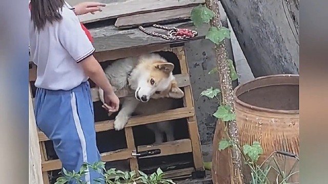 果然是猫狗都嫌弃的年纪