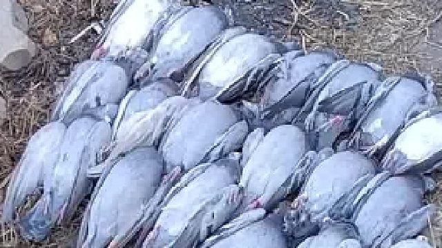 价值50万的信鸽失踪，民警调查发现“凶手”不能抓……