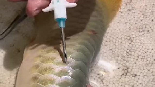 龙鱼鳞片里面有东西