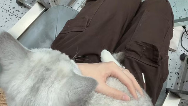 谁会不爱猫猫呐