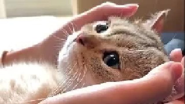 只要心中有奶 空气也可以踩