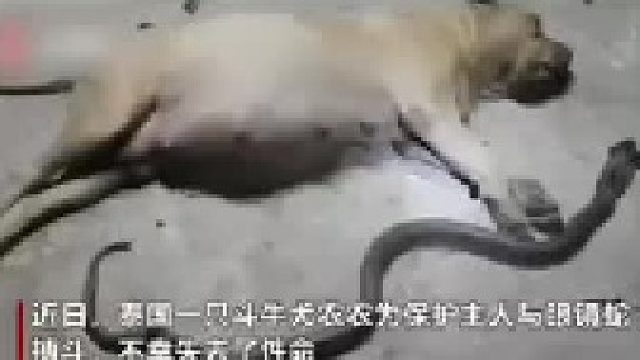 致敬，你们永远是人类最善良的好朋友