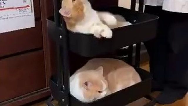 中铺的乘客请注意不要打扰其它乘客哦