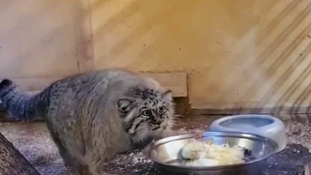 兔狲干饭太猛老被噎，没想到饲养员竟出此下策